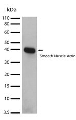 Alpha-Smooth Muscle Actin Antibody in Western Blot (WB)