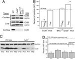 Connexin 26 Antibody in Western Blot (WB)