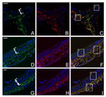 Connexin 26 Antibody in Immunohistochemistry (IHC)