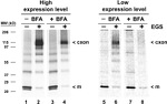 Connexin 26 Antibody in Western Blot (WB)