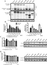 Connexin 26 Antibody in Western Blot (WB)