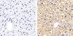 Connexin 26 Antibody in Immunohistochemistry (Paraffin) (IHC (P))