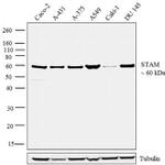 STAM Antibody in Western Blot (WB)