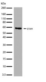 STAM Antibody in Western Blot (WB)