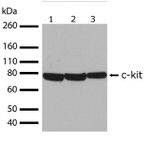 c-Kit Antibody in Western Blot (WB)