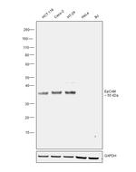 EpCAM Antibody in Western Blot (WB)