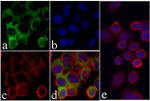 EpCAM Antibody in Immunocytochemistry (ICC/IF)