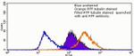 RFP Antibody