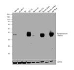 Synaptophysin Antibody