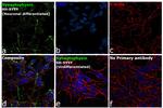 Synaptophysin Antibody in Immunocytochemistry (ICC/IF)