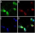 Synaptophysin Antibody in Immunocytochemistry (ICC/IF)