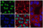 Phospho-Caspase 8 (Ser387) Antibody in Immunocytochemistry (ICC/IF)