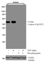 Phospho-Caspase 8 (Ser387) Antibody in Western Blot (WB)