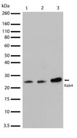 Rab4 Antibody in Western Blot (WB)