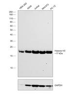 Histone H3 Antibody in Western Blot (WB)