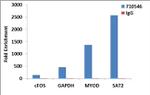 Histone H3 Antibody in ChIP Assay (ChIP)