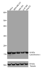 Cytochrome C Antibody in Western Blot (WB)