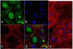 Cardiac Troponin T Antibody in Immunocytochemistry (ICC/IF)