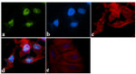 KLF4 Antibody in Immunocytochemistry (ICC/IF)