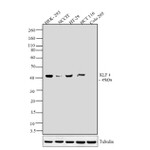 KLF4 Antibody in Western Blot (WB)