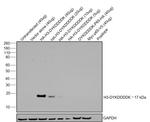 DYKDDDDK Tag Antibody in Western Blot (WB)