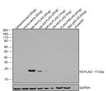 DYKDDDDK Tag Antibody in Western Blot (WB)