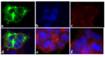 DYKDDDDK Tag Antibody in Immunocytochemistry (ICC/IF)