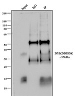 DYKDDDDK Tag Antibody in Immunoprecipitation (IP)