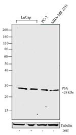 PSA Antibody in Western Blot (WB)