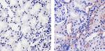 PSA Antibody in Immunohistochemistry (Paraffin) (IHC (P))