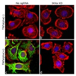 Phospho-IKK alpha/beta (Ser176, Ser180) Antibody