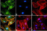 Phospho-IKK alpha/beta (Ser176, Ser180) Antibody in Immunocytochemistry (ICC/IF)