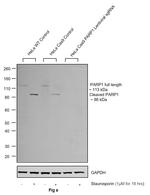 PARP1 Antibody in Western Blot (WB)