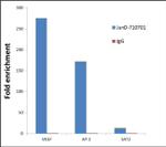 JunD Antibody