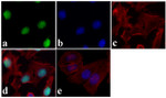 JunD Antibody in Immunocytochemistry (ICC/IF)