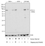 ATG14 Antibody in Western Blot (WB)