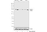 SMAD4 Antibody