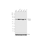 ATG16L1 Antibody in Western Blot (WB)