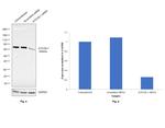 ATG16L1 Antibody in Western Blot (WB)