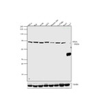 IKK alpha Antibody in Western Blot (WB)