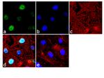 FOXA2 Antibody in Immunocytochemistry (ICC/IF)