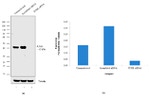 JunB Antibody in Western Blot (WB)