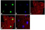 JunB Antibody in Immunocytochemistry (ICC/IF)