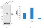 JunB Antibody