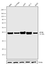 JunB Antibody in Western Blot (WB)