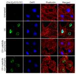 Phospho-CHK2 (Ser33, Ser35) Antibody in Immunocytochemistry (ICC/IF)