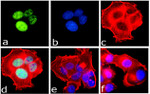 Phospho-IRS1 (Ser312) Antibody in Immunocytochemistry (ICC/IF)