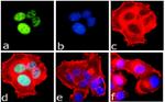 Phospho-IRS1 (Ser312) Antibody