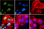 Phospho-IRS1 (Ser616) Antibody in Immunocytochemistry (ICC/IF)