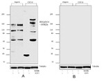 Phospho-IRS1 (Ser616) Antibody in Western Blot (WB)